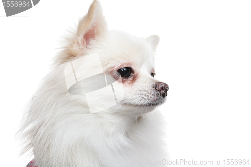 Image of white pomeranian dog