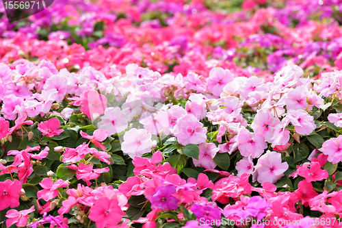 Image of flower field