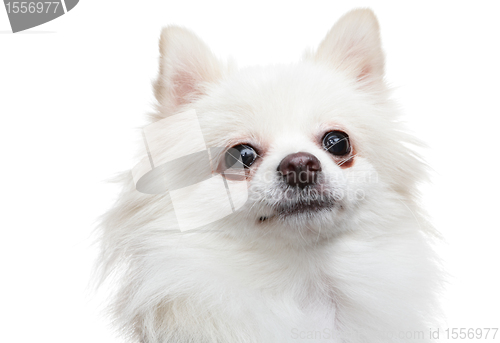 Image of white pomeranian dog