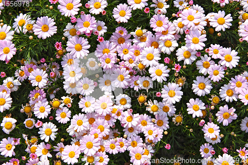Image of flower field