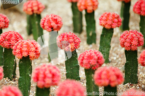 Image of Cactus