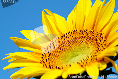 Image of Sunflower