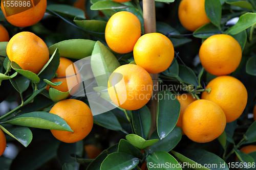 Image of kumquat for chinese new year