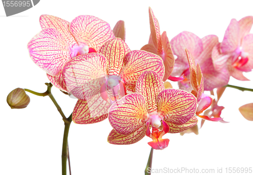 Image of orchid flower