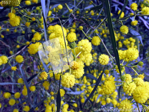 Image of Blossoming tree