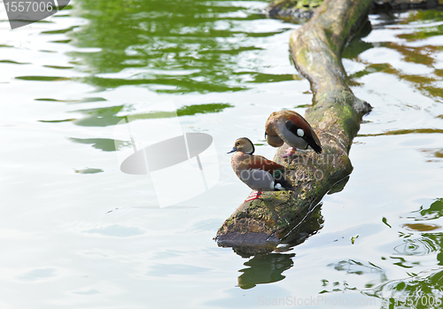 Image of duck in pond