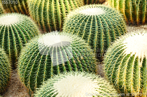 Image of cactus