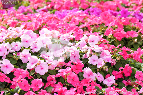 Image of flower field