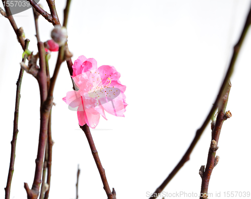 Image of peach blossoms for chinese new year