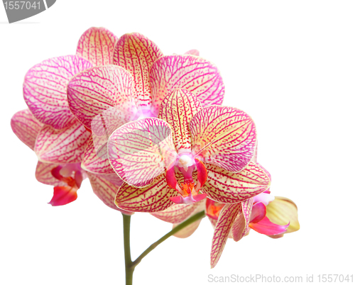 Image of orchid flower