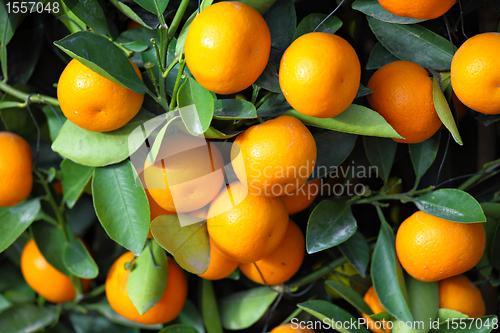 Image of chinese kumquat for chinese new year