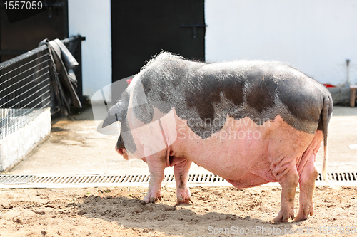 Image of pig
