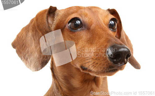 Image of Dachshund Dog