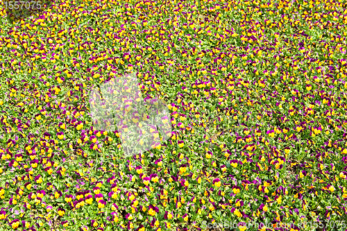 Image of flower field