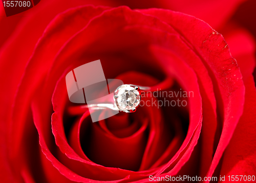 Image of rose with ring
