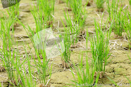 Image of green seedling growing out of soil