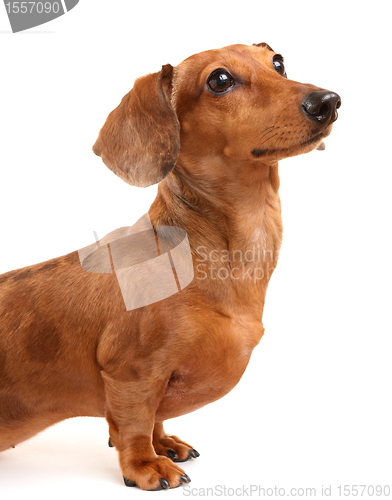 Image of Dachshund Dog