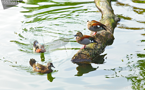 Image of duck in pond