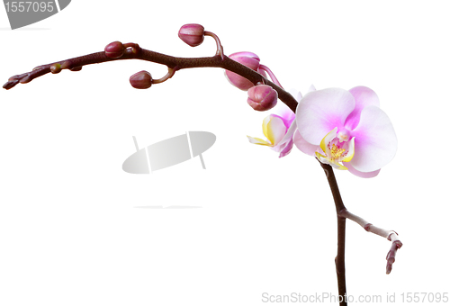 Image of orchid flower