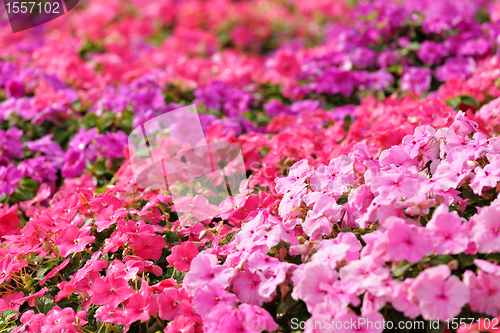 Image of flower field