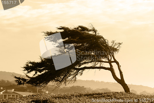 Image of Sepia lonely tree