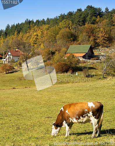 Image of Cow  on a field