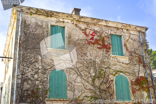 Image of Ivy on the building wal