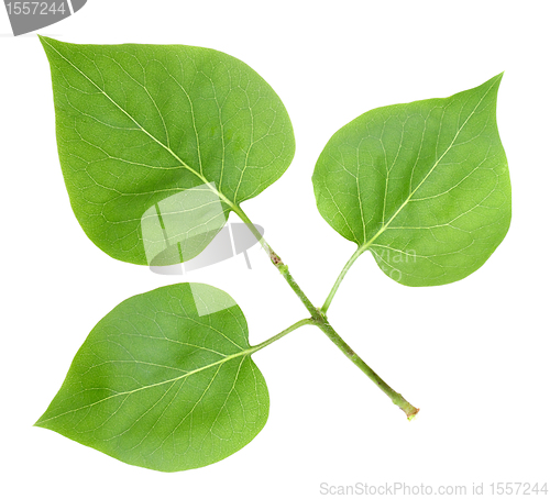 Image of Three green leafs of lilac