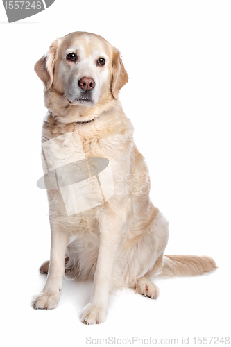 Image of Labrador retriever