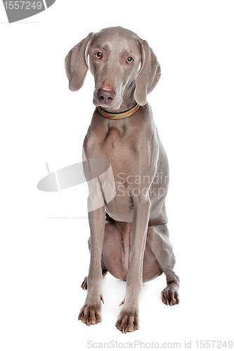 Image of weimaraner