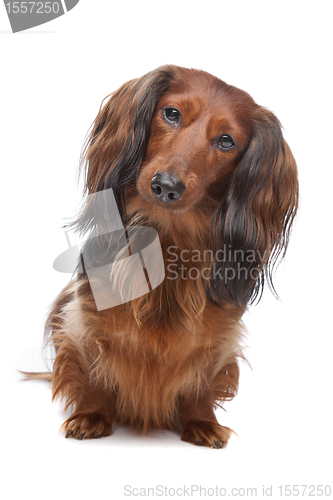 Image of standard long haired Dachshund