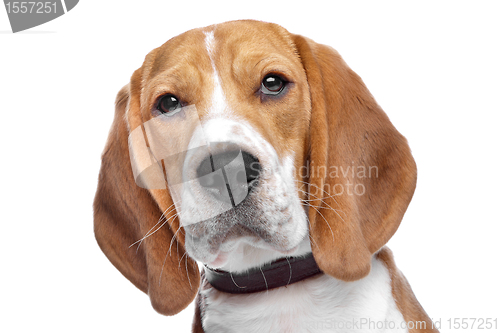 Image of Beagle