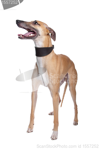 Image of Greyhound, Whippet, Galgo dog