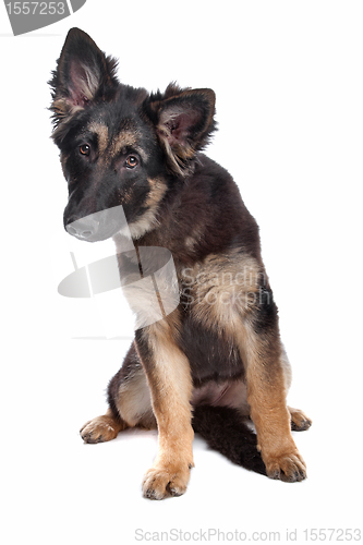 Image of German Shepherd puppy