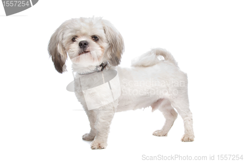 Image of Shih Tzu