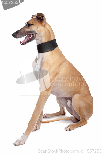 Image of Greyhound, Whippet, Galgo dog