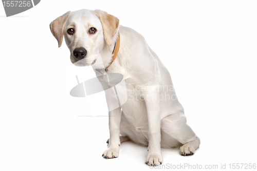 Image of Labrador retriever