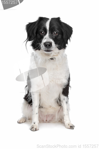 Image of Border Collie