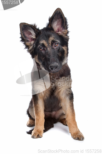 Image of German Shepherd puppy