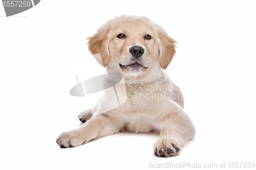 Image of Labrador retriever