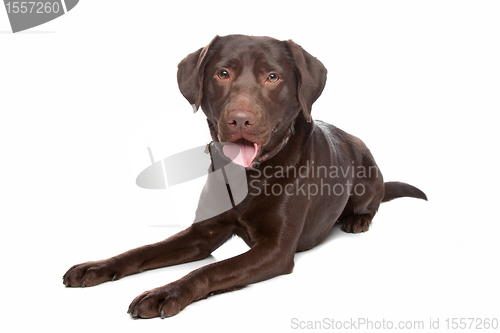 Image of Labrador retriever