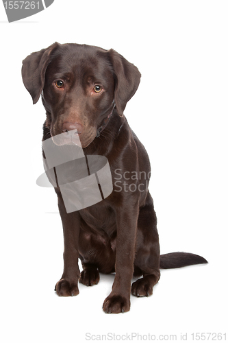 Image of Labrador retriever