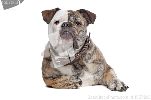 Image of English bulldog