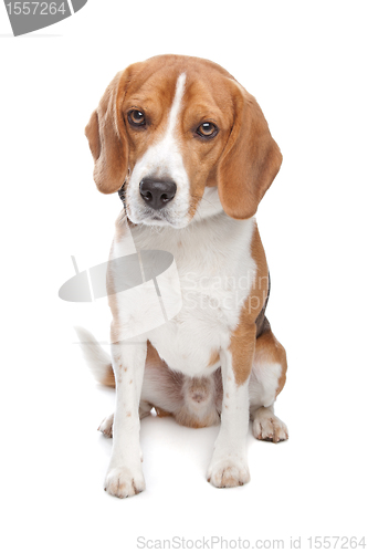 Image of Beagle