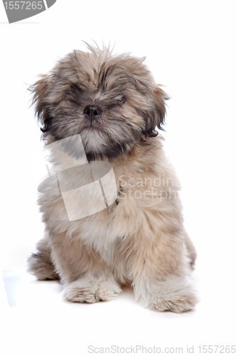 Image of Lhasa Apso puppy