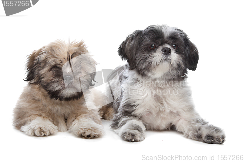 Image of Lhaso apso and a shih tzu