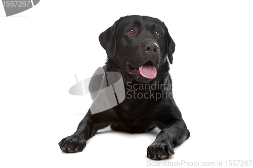 Image of Labrador retriever