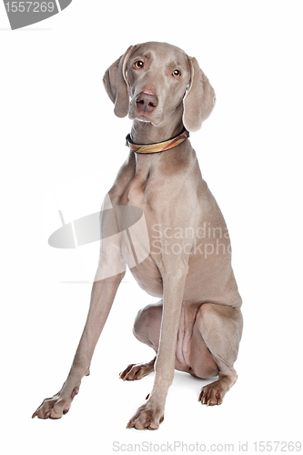 Image of weimaraner