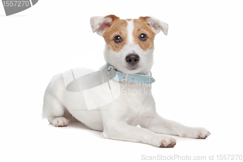 Image of Jack Russel Terrier dog