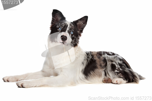 Image of Border Collie sheepdog